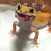 [라엘]트와이스나연