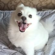 포미님의집사