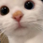가련하린