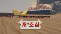 개미조심