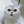 sysy83