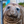 NeilTheSeal