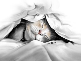 담요속 고양이