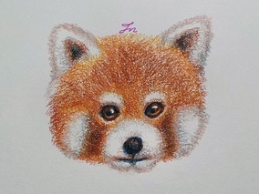 레서판다 랫서팬더 레드판다(red panda)