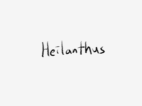 Helianthus
