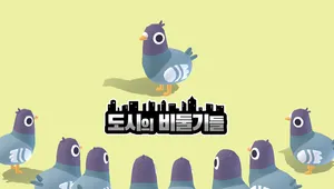 도시의 비둘기들