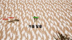 겨울 탈출